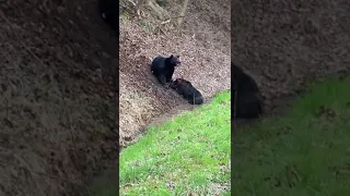 Bear vs Wild Boar