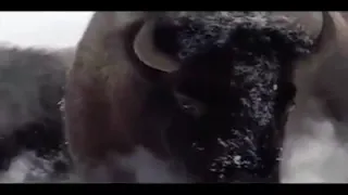 Awesome Bison and wolf fight!!