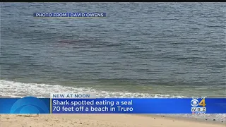 Shark Spotted Eating A Seal Off Truro Beach