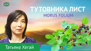 🌿 Тутовника лист. Травничество. Татьяна Хегай