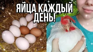 🥚 КАК повысить ЯЙЦЕНОСКОСТЬ кур несушек 🐔