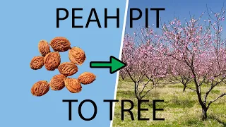 How to Plant & Grow a Peach Tree from a Pit & Seed