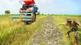 Unbelievable this Fishing It Same Potatoes - Find & Catching Many Fish In Nest Under Dry Soil