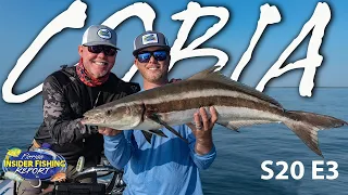 The Cobia Are Still Migrating! Catch These Reports To Find Them! | S20 E3