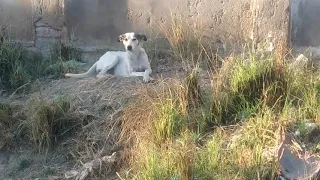 The dog is helping to find the thief in Pakistan