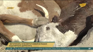 Атырауские ветеринары опасаются новой вспышки нодулярного дерматита