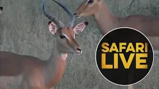 safariLIVE - Sunrise Safari - May 29, 2018