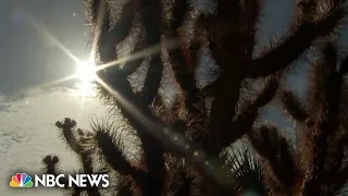 Extreme weather reported in multiple regions across the globe as heat wave death toll climbs in U.S.