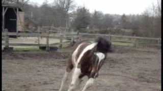 Spring is coming.. And the horses know it!