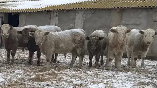 Беспривязный откорм бычков , 3-ий месяц пошёл