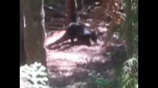 R.P.G. hits black bear.bloodiest crossbow kill shot ever on black bear ,loud moan of death