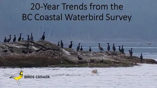 20-Year Trends from the BC Coastal Waterbird Survey