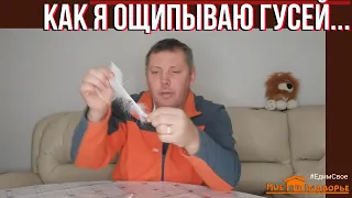 Как правильно ощипать гуся и подготовить его для продажи?!  Часть 1. "Мое Подворье"