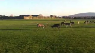 Phoenix Park Deer Fight