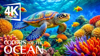 The Ocean 4K (ULTRA HD) - Beautiful Coral Reef Fish - Relaxing Sounds for Sleep and Stress Relief #4