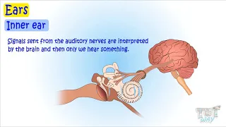 Structure of Human Ear | Science | Grade-5 | Tutway |