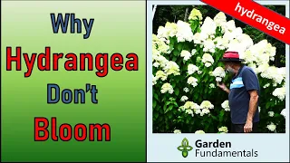 Why Hydrangeas Don't Bloom  💐💐💐 And What to Do About It