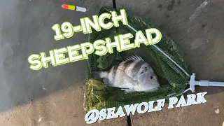 19-Inch Sheepshead at Seawolf Park