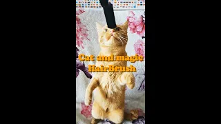 Cat and magic Hair Brush | Fantastic Ginger Cat