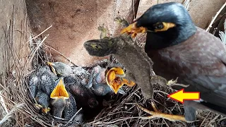 Dad Bird CHOKED baby With Outsized BLACK LIZARD | Birds in nest | Myna Bird video | EP 45