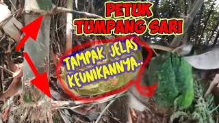 Kahirupan dikolong awi-BAMBU UNIK PETUK !!?TUMPANG SARI (PEM.LUPA SALAM, MOHON MAAP👃👃👃)