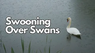 An Ontario Swan Song | ONsite