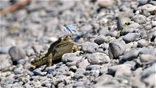 Frosch jagt Schmetterling / Frog chasing butterfly