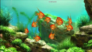 Aquariums Aquantika 3D  Scalare Red Devill