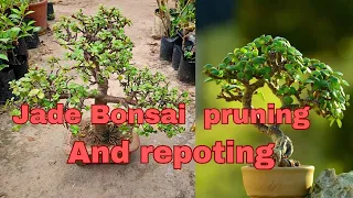 jade plant bonsai/Jarif Gardening/ bonsai