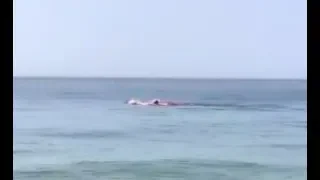 Shark eats seal just offshore in Provincetown at Race Point Beach