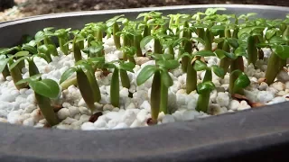 How to harvest Adenium seeds and grow them