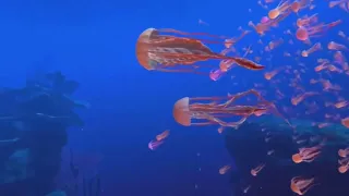 Virtual Reality - 360° Underwater Experience | Oculus Quest 2