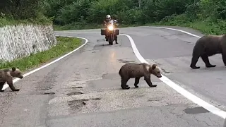 Ведмеді на дорозі у румунських Карпатах