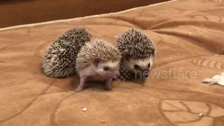 Mother hedgehog and her 25-day-old babies are the cutest