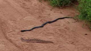 Black - Necked Spitting cobra vs. Puff Adder ll, Ruha2021