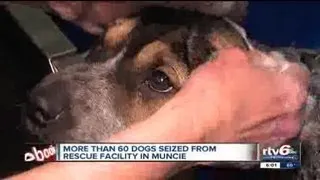 63 dogs rescued from filthy Adopt A Lab animal rescue in Muncie