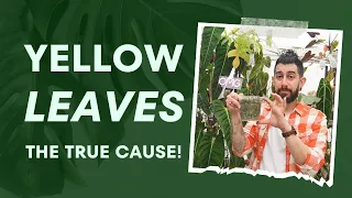 😲 Yellow Leaves Mystery Solved! What’s Really Hurting Your Plants  🎍