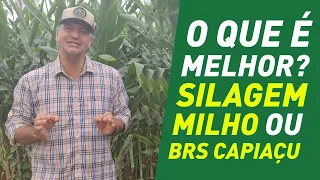 QUAL É MELHOR: SILAGEM DE MILHO OU BRS CAPIAÇU?