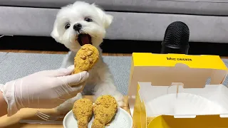 Who Ordered Ppurinkle? | ASMR Puppy Ppurinle (Puprinkle) Mukbang 🍗