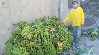nova produção de banana do meu sitio veja!