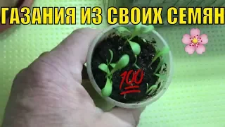 Газания (гацания) из своих семян.