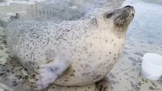 Agu seal slapping belly! Saying Bye-Bye, happy seal!