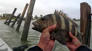 Fishing broken docks for SHEEPSHEAD in GRAND ISLE LOUISIANA