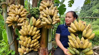 Harvesting Banana Fruit Garden Goes to the market sell - Gardening | Lý Thị Ca