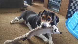 Billy and his toys #beagle #beagles #dog #dogs #billybeagle