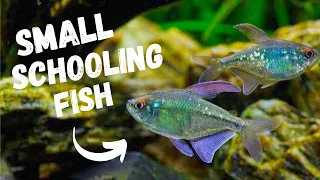 Best Small SCHOOLING Fish | TOP 7