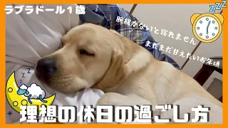 【ラブラドールレトリーバー】大型犬１歳　まったり休日の過ごし方　大型犬を抱いて至福のお昼寝