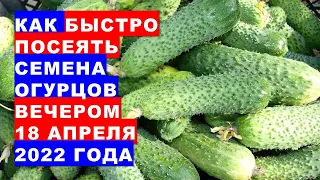 Как быстро посеять семена вечером 18 апреля 2022? Самый простой удачный способ посева семян огурцов