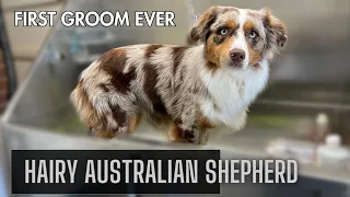 1yr Old Australian Shepherd FIRST grooming EVER!!