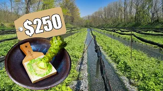 This Is Why Real Wasabi Is So Expensive - Japan Wasabi Farm Processing